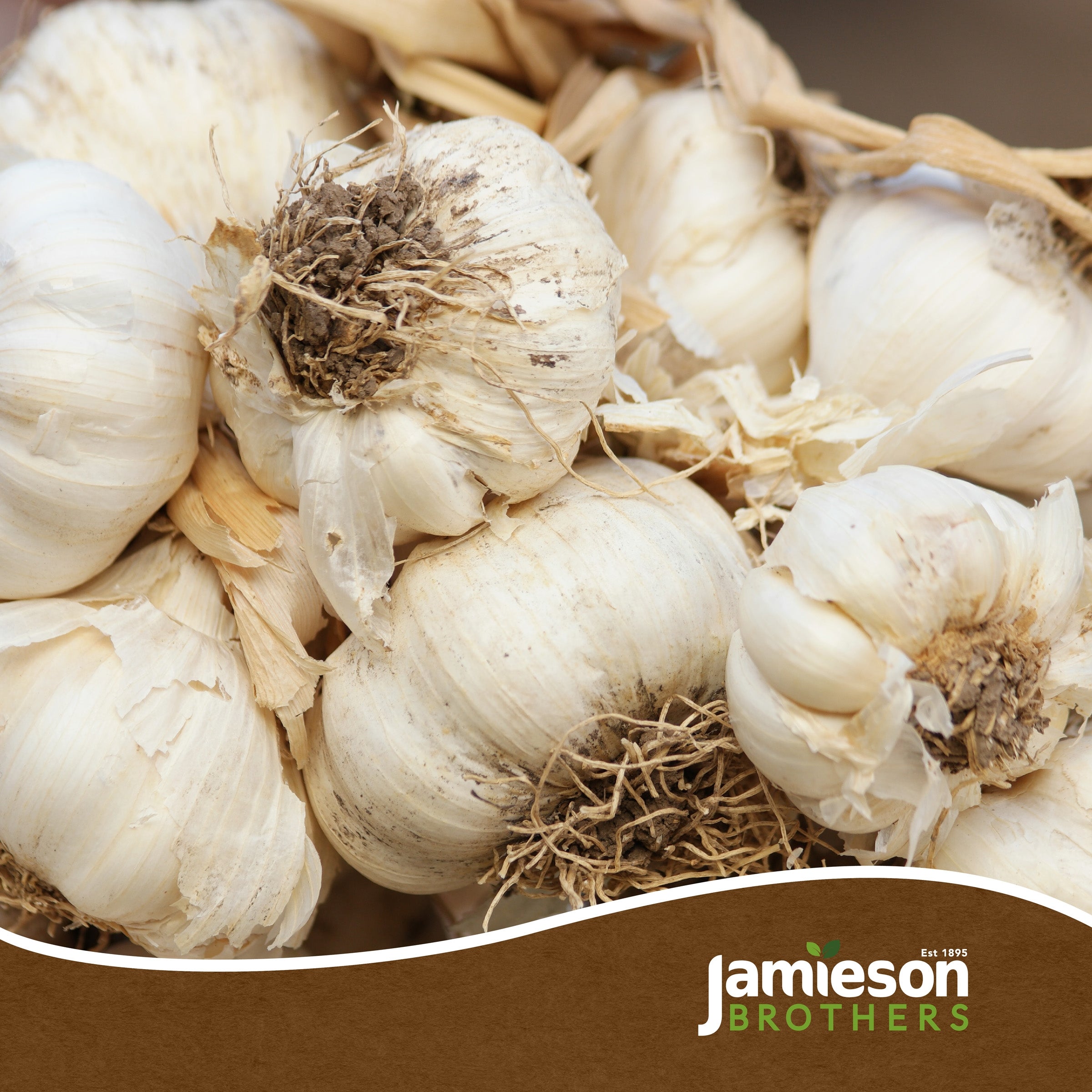 Autumn White Garlic Bulbs - 4pcs