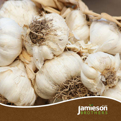 Autumn White Garlic Bulbs - 4pcs