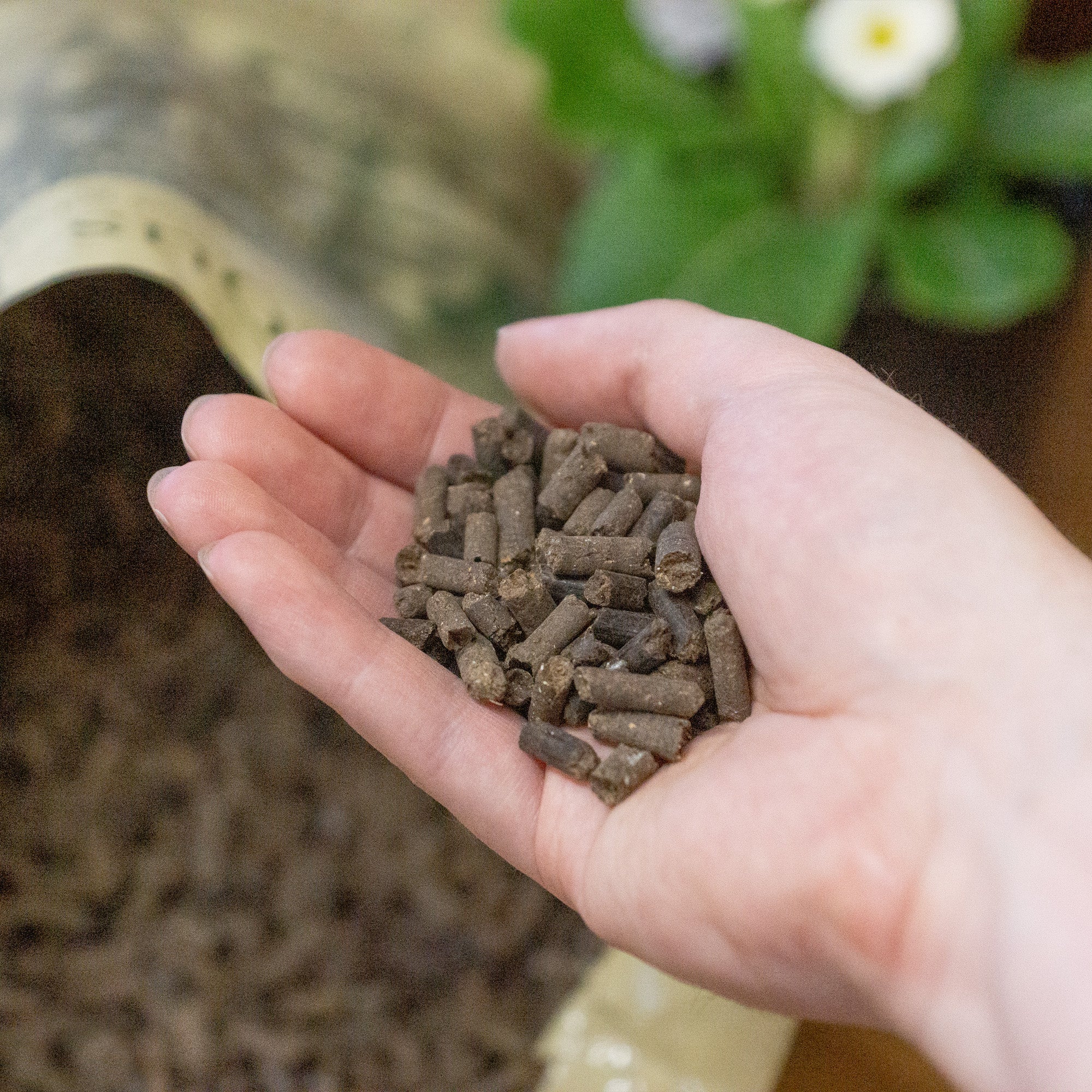 Precious Plants Pelleted Farmyard Manure Fertiliser 5kg Sachet – Organic Soil Improver & Plant Feed for Flowers, Beds & Borders