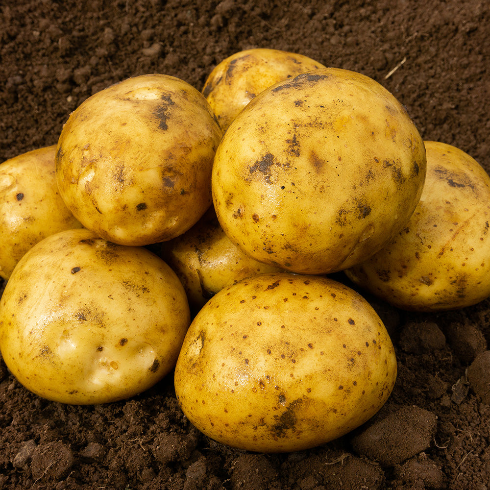 Premiere Seed Potatoes