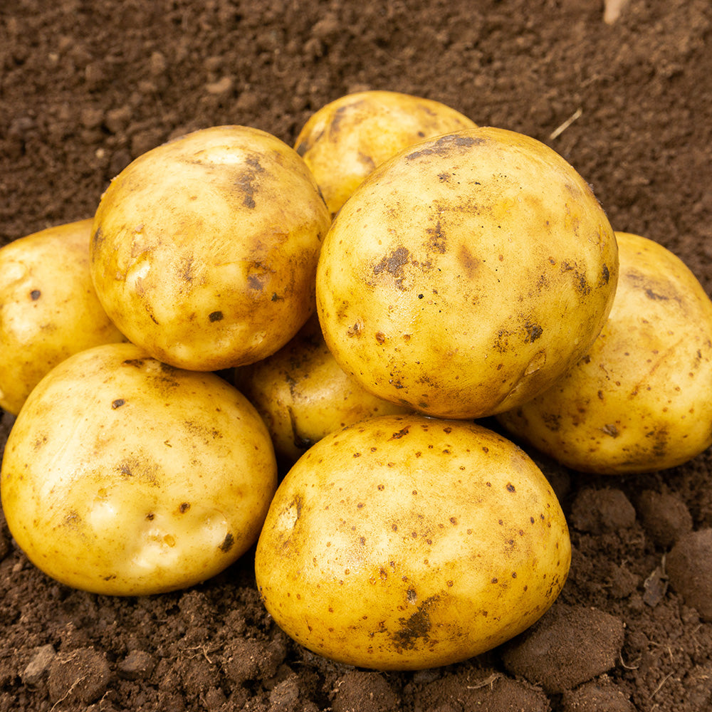 Premiere Seed Potatoes