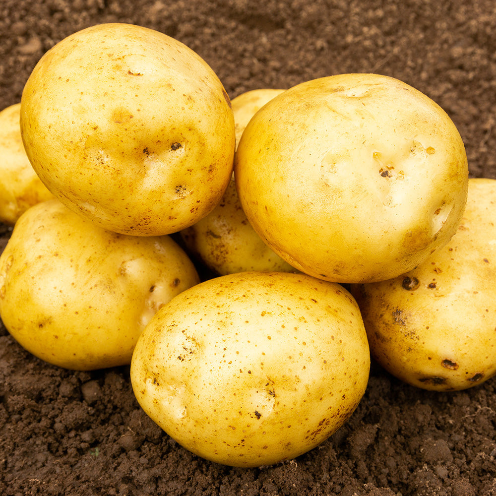 Premiere Seed Potatoes