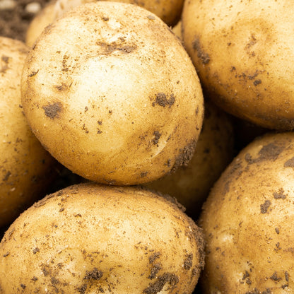 Rocket (2kg - Approx. 20-25 Tubers) Christmas Harvest Seed Potatoes