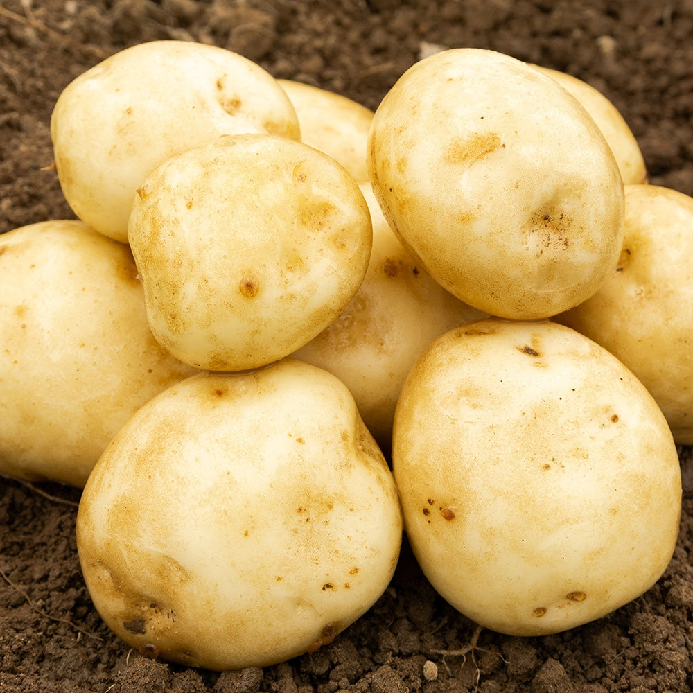 Rocket (2kg - Approx. 20-25 Tubers) Christmas Harvest Seed Potatoes
