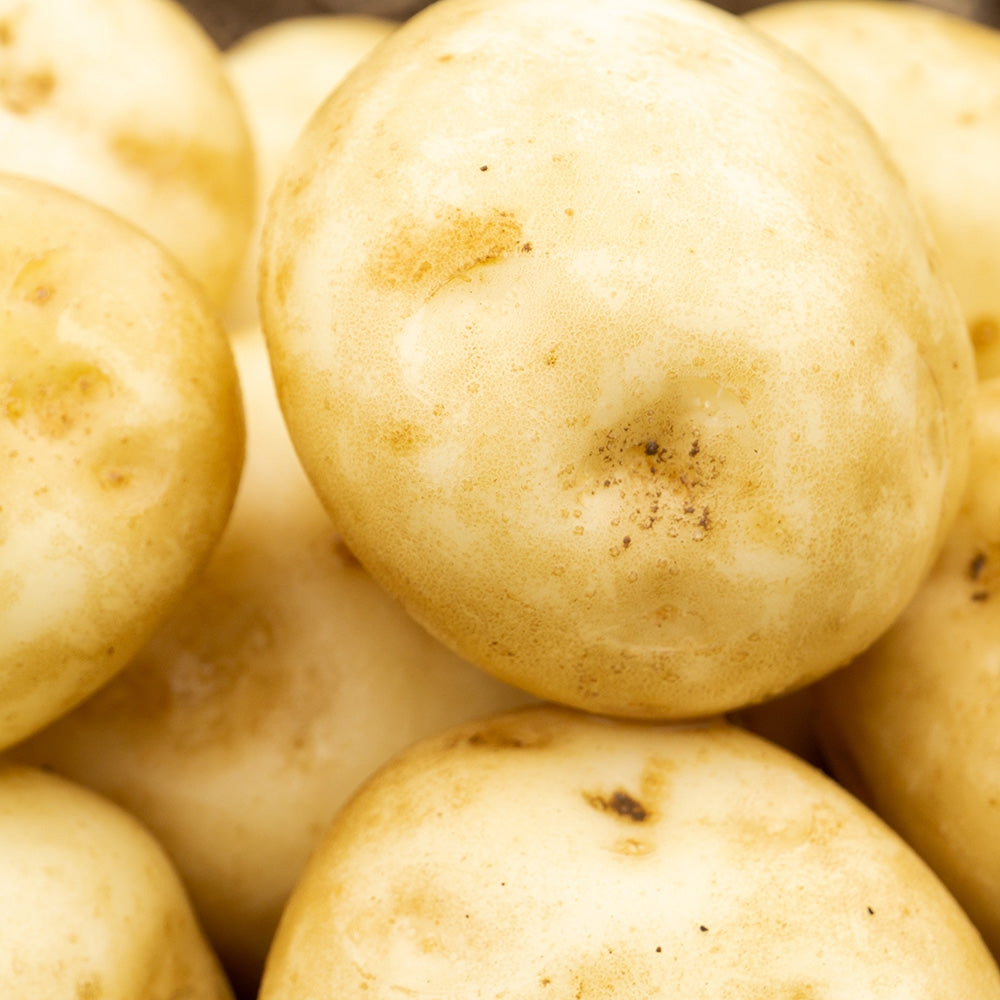Rocket (2kg - Approx. 20-25 Tubers) Christmas Harvest Seed Potatoes