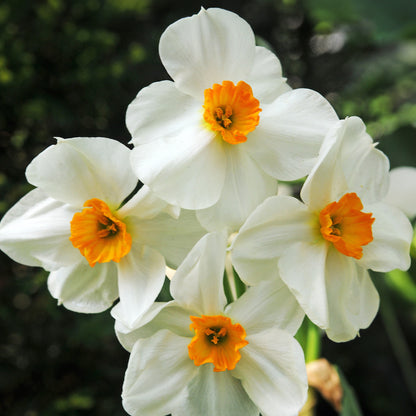 Sempre Avanti Daffodil Bulbs by Jamieson Brothers