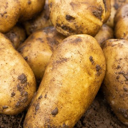 Sharpes Express (2kg - Approx. 20-25 Tubers) Summer Planting Seed Potatoes