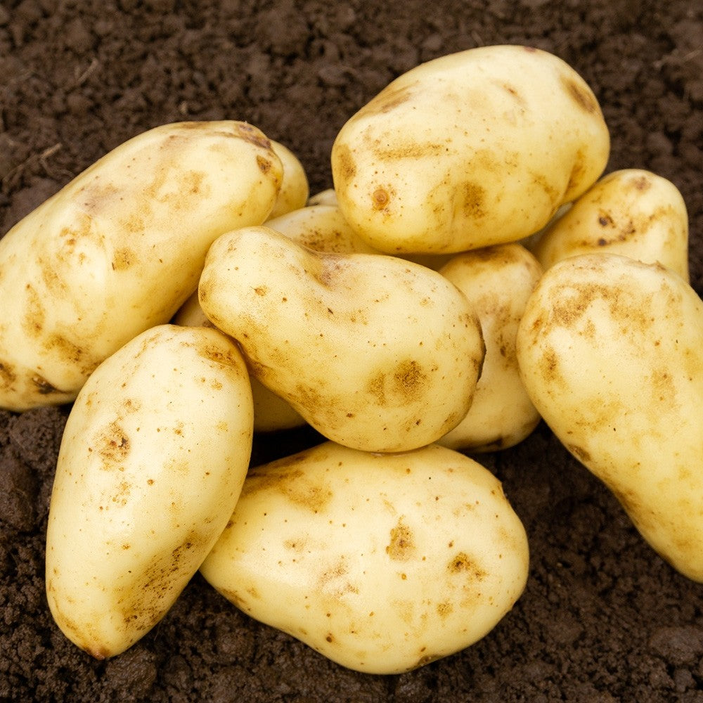 Sharpes Express (2kg - Approx. 20-25 Tubers) Summer Planting Seed Potatoes