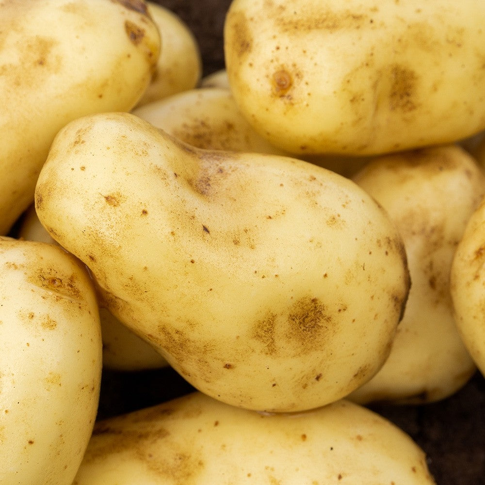 Sharpes Express (2kg - Approx. 20-25 Tubers) Summer Planting Seed Potatoes