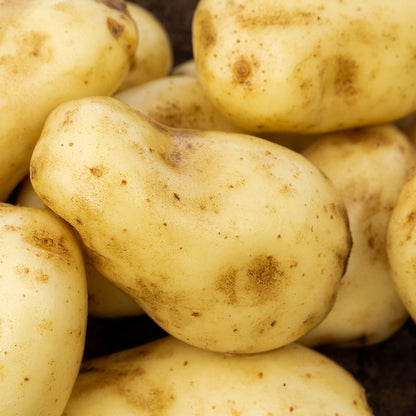 Sharpes Express (2kg - Approx. 20-25 Tubers) Summer Planting Seed Potatoes