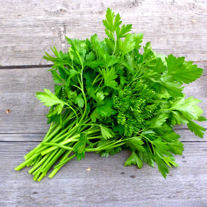 Parsley Plain Leaved Herb Seeds
