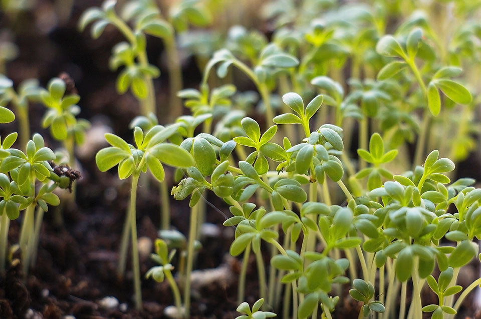 Cress Curled Herb Seeds