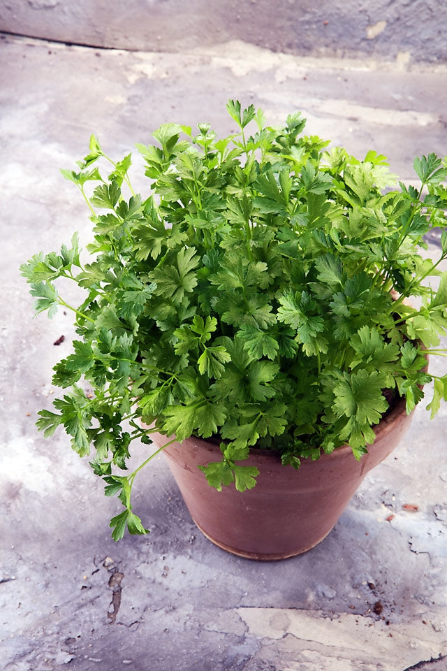 Parsley Plain Leaved Herb Seeds
