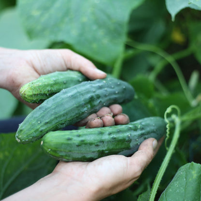 Cucumber Marketmore Vegetable Seeds