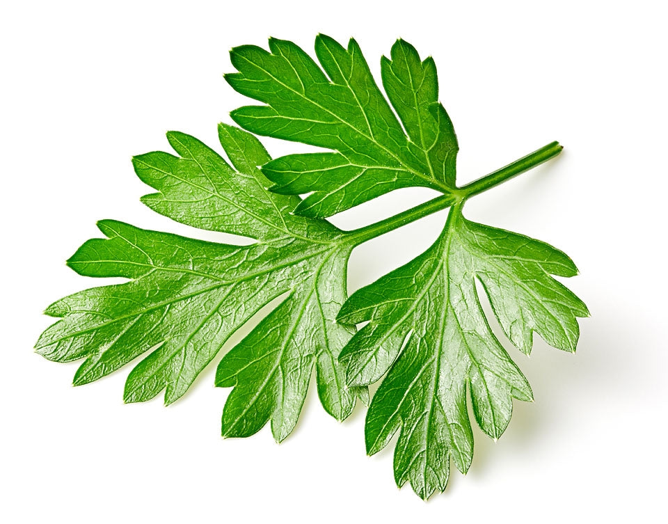 Parsley Plain Leaved Herb Seeds
