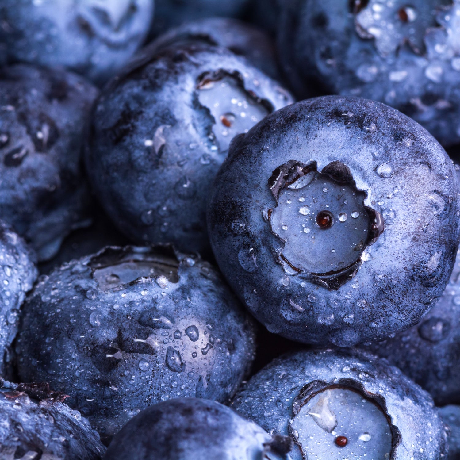 Blueberry Bare Root Fruit Bush