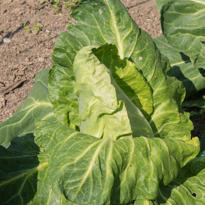 Cabbage Greyhound Seeds