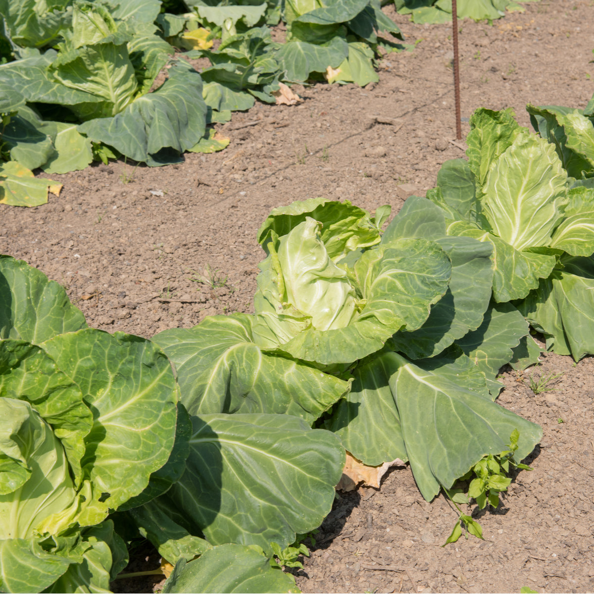 Cabbage Greyhound Seeds