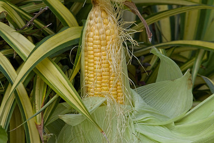 Sweetcorn Golden Bantam Vegetable Seeds