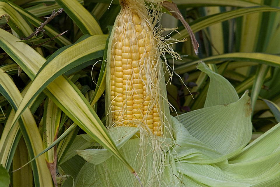 Sweetcorn Golden Bantam Vegetable Seeds