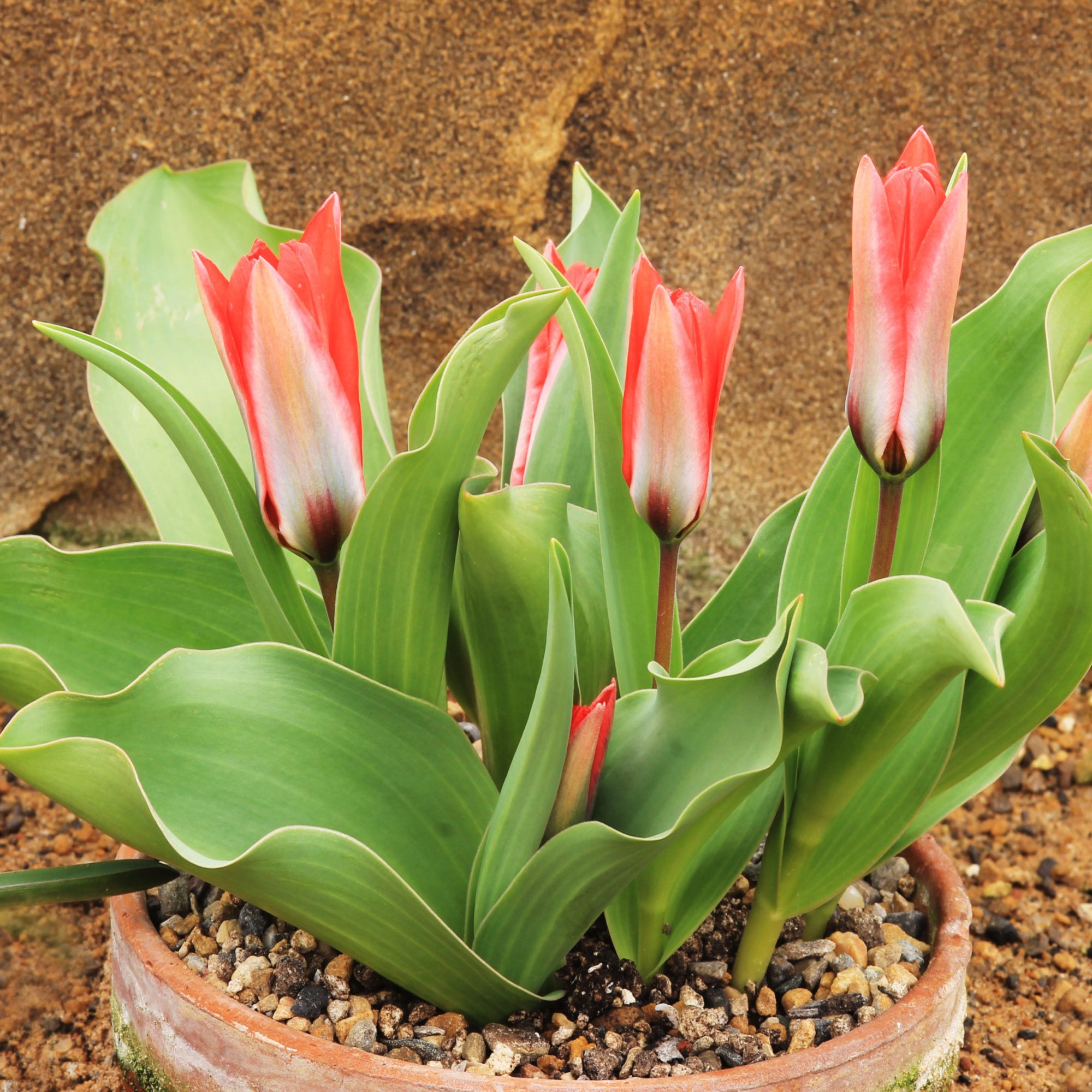 Mixed Rockery Dwarf Tulip Bulbs (16 bulbs) by Jamieson Brothers