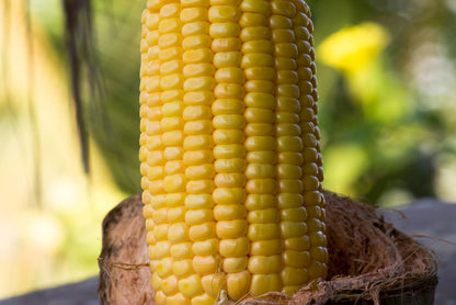 Sweetcorn Golden Bantam Vegetable Seeds