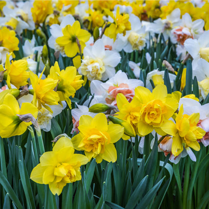 Tall Mixed Daffodil Bulbs (20 bulbs) by Jamieson Brothers