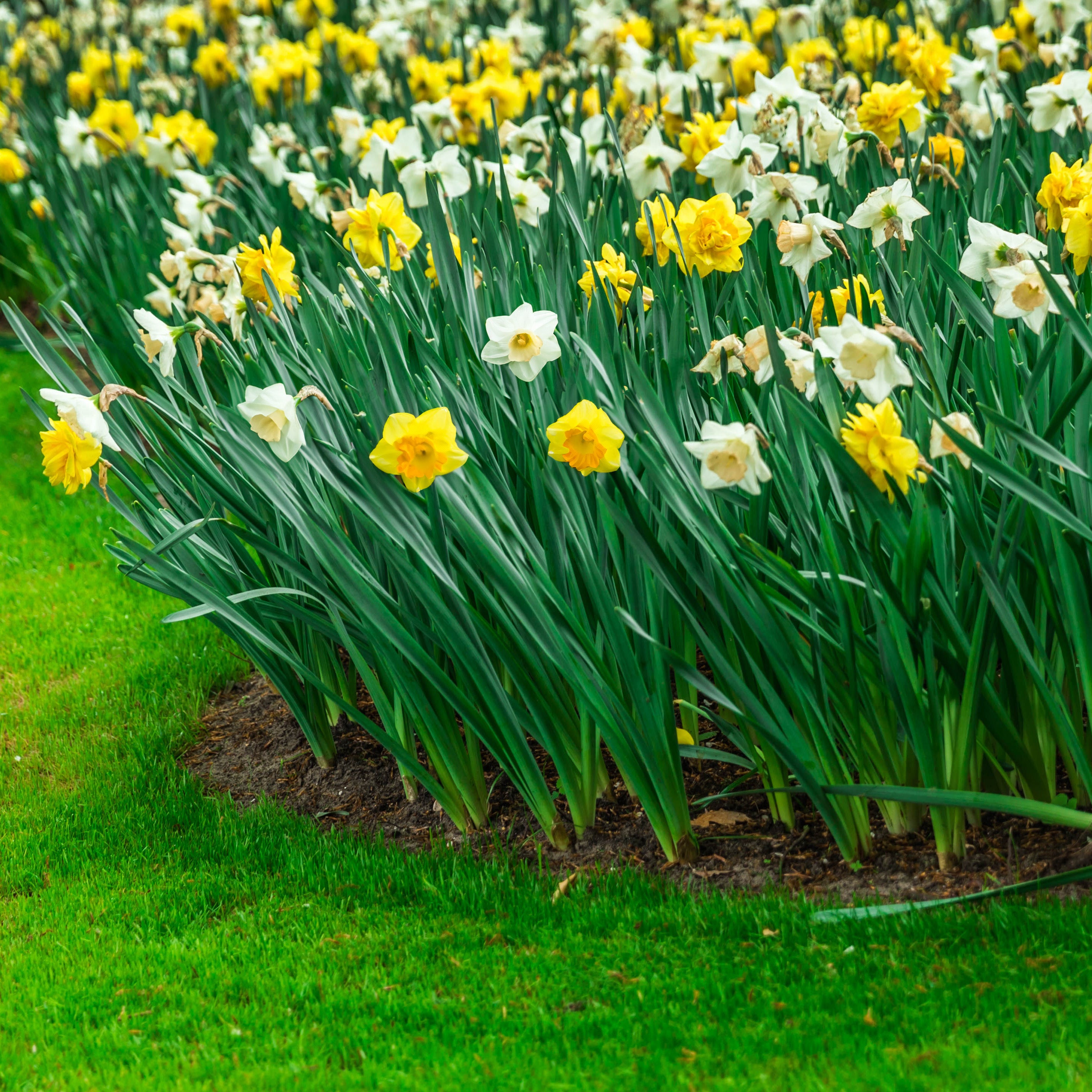 Mixed Daffodil Bulbs by Jamieson Brothers