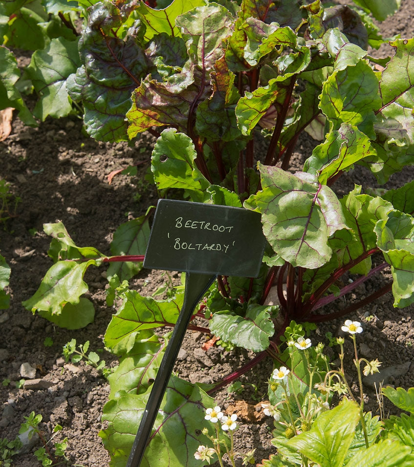 Beetroot Boltardy Seeds