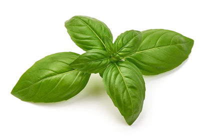 Sweet Basil Herb Seeds