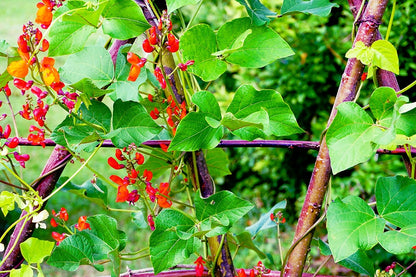 Runner Bean Enorma Vegetable Seeds