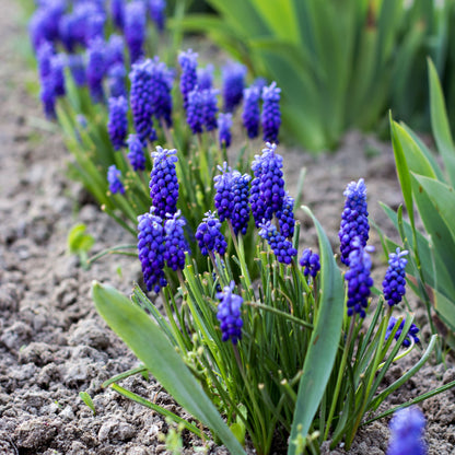 Muscari Bulbs  - Blue Blends (40 bulbs) by Jamieson Brothers