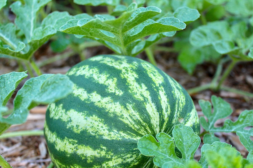 Watermelon Crimson Sweet Fruit Seeds