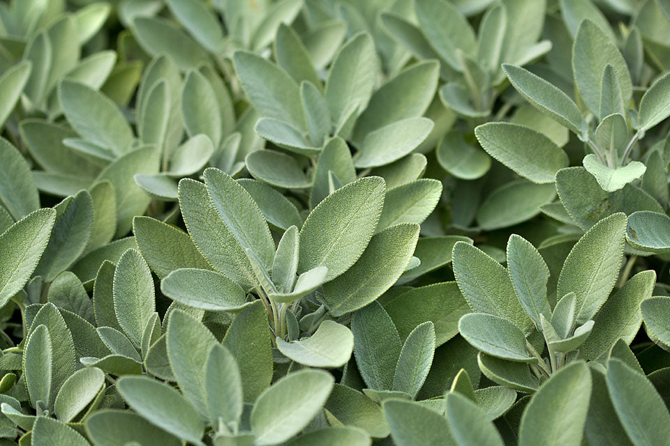 Sage Herb Seeds