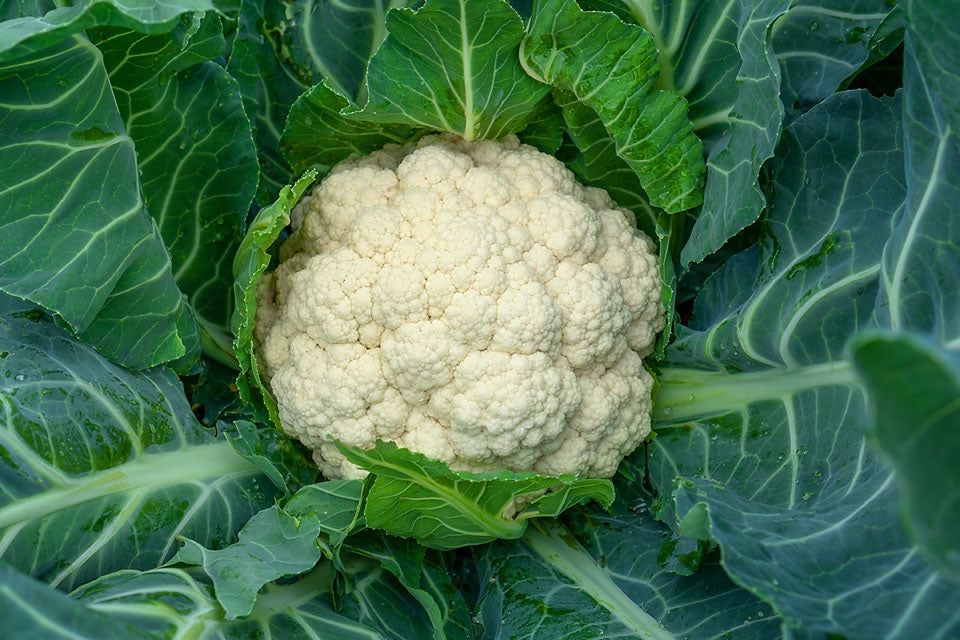 Cauliflower Seeds