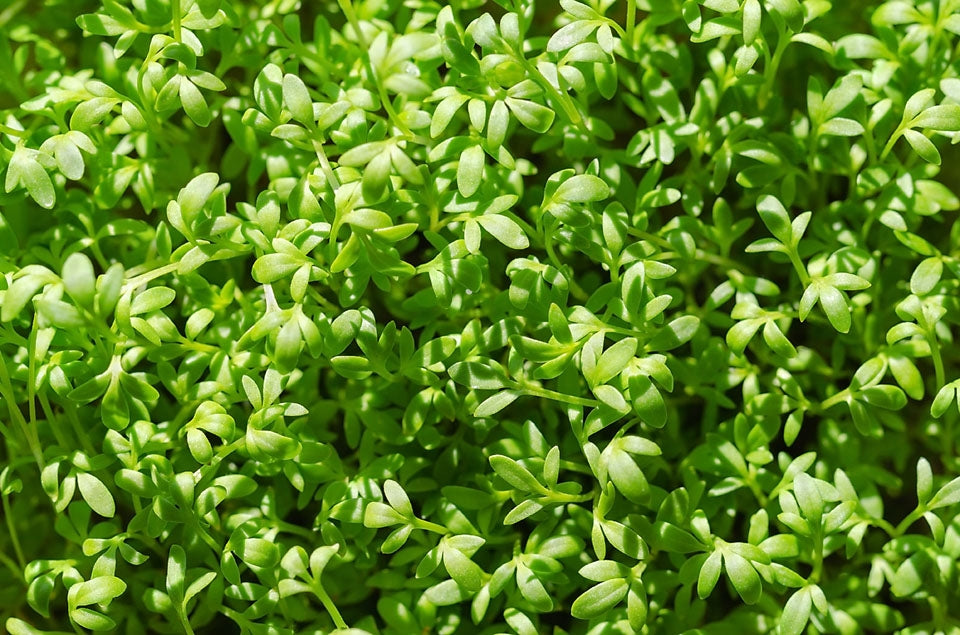 Cress Curled Herb Seeds