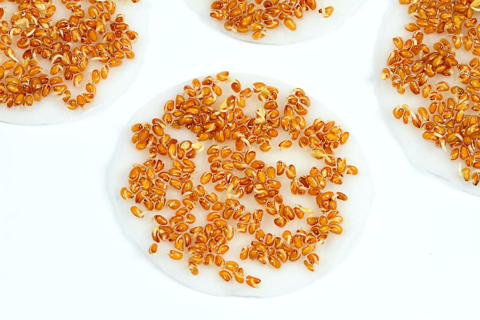 Mustard White Sprouting Herb Seeds