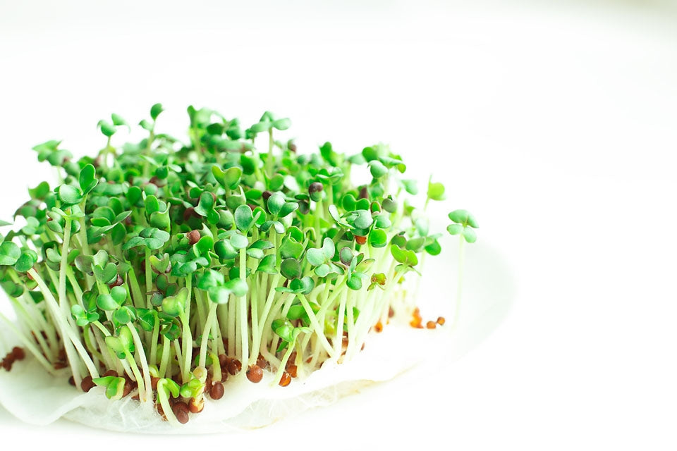 Mustard White Sprouting Herb Seeds