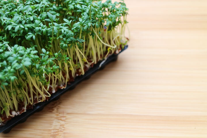 Cress Curled Herb Seeds