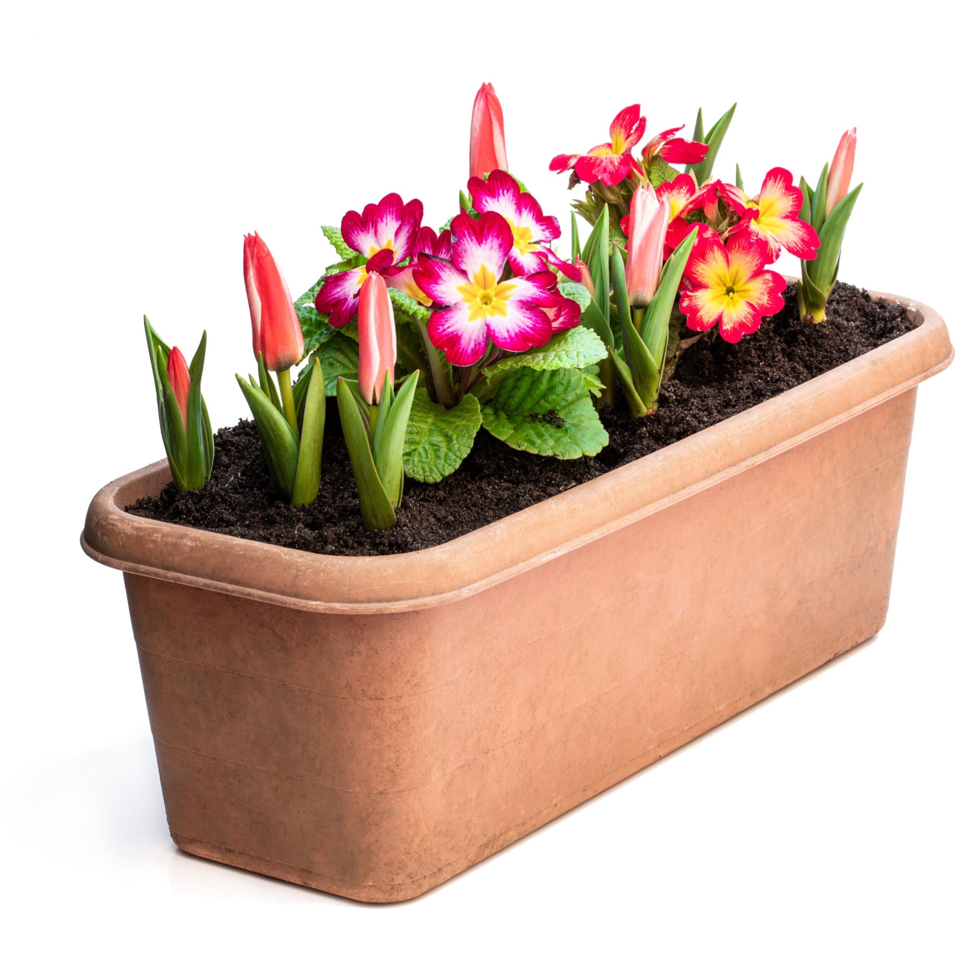 Mixed Rockery Dwarf Tulip Bulbs (16 bulbs) by Jamieson Brothers