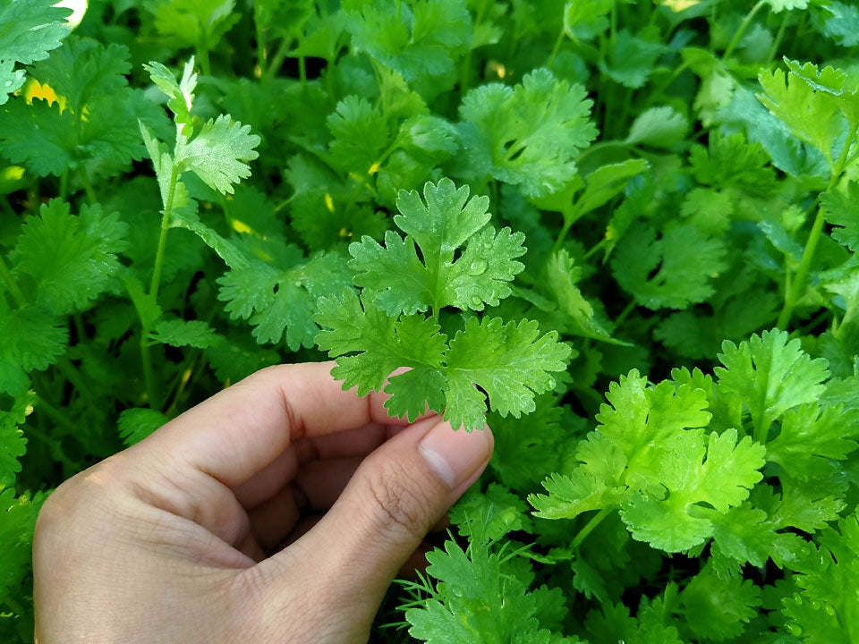 Coriander Herb Seeds