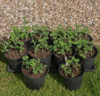 Pea Kelvedon Wonder Vegetable Seeds