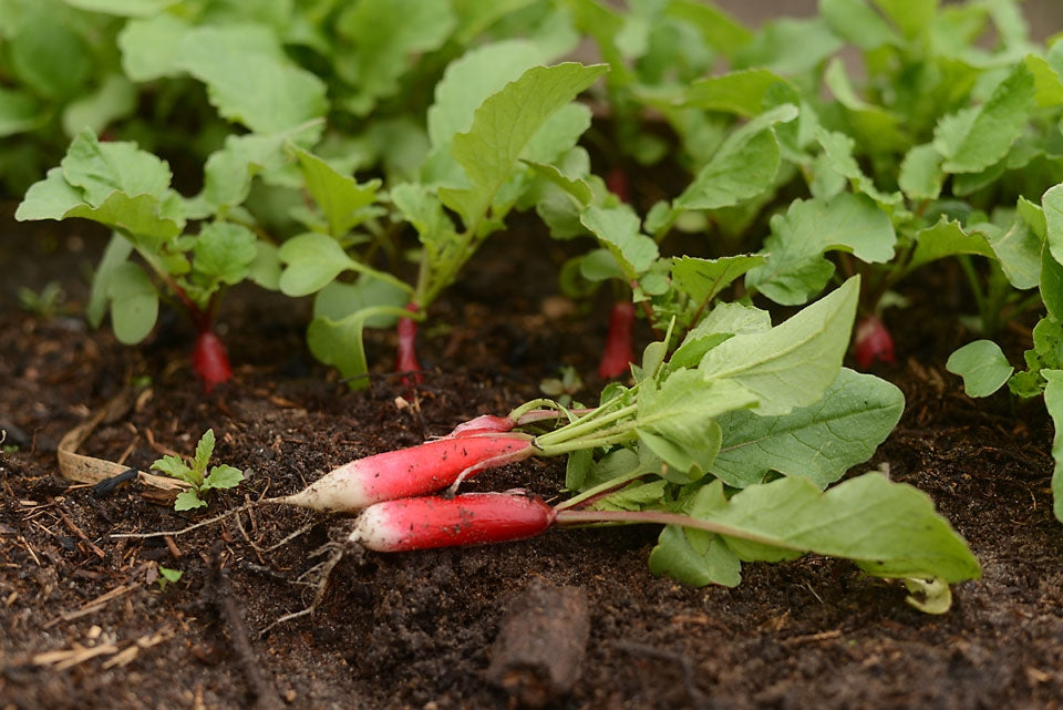 Radish French Breakfast Vegetable Seeds