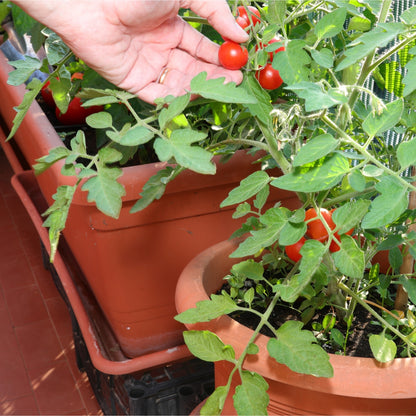 Tomato Maja (Balcony) Vegetable Seeds