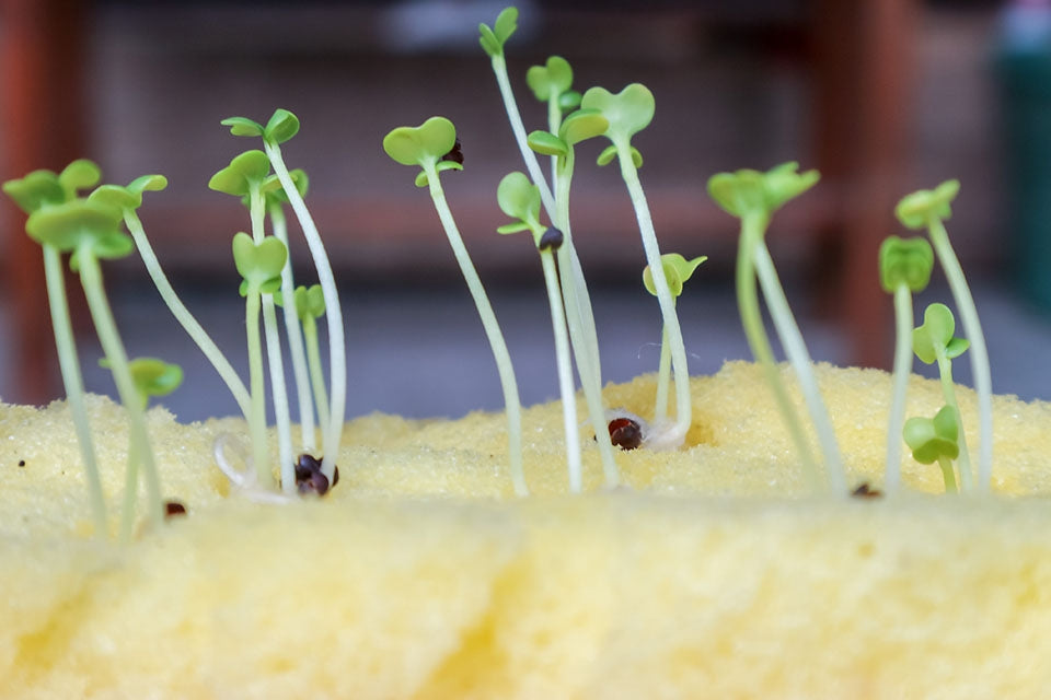 Mustard White Sprouting Herb Seeds
