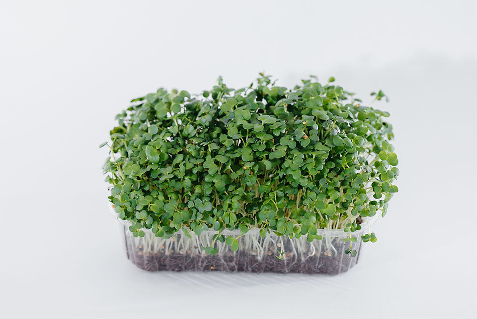 Mustard White Sprouting Herb Seeds