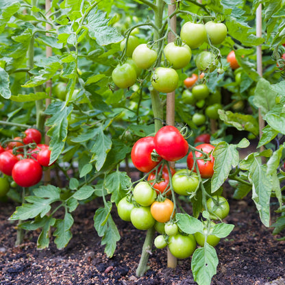 Tomato Moneymaker Vegetable Seeds