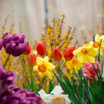 Rockery Mixed Dwarf Daffodil and Tulip Bulbs by Jamieson Brothers