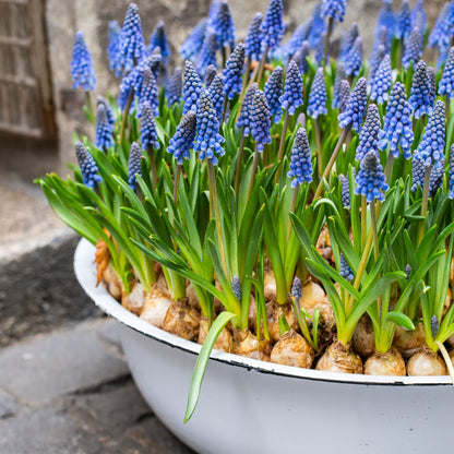 Muscari Bulbs  - Blue Blends (40 bulbs) by Jamieson Brothers