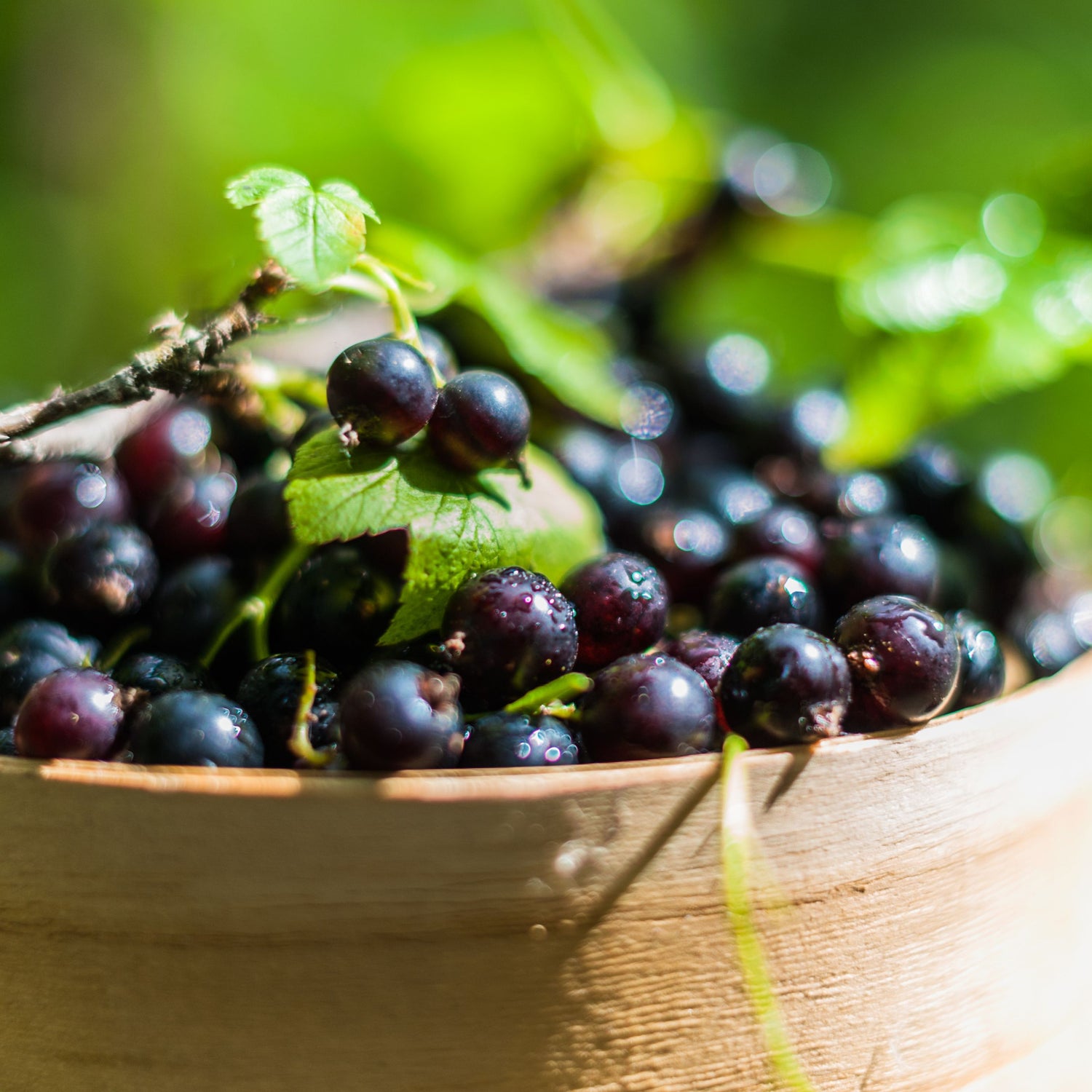 Blackcurrant Bare Root Fruit Bush